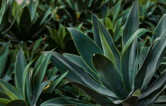 Close up image of green pointy plants on campus