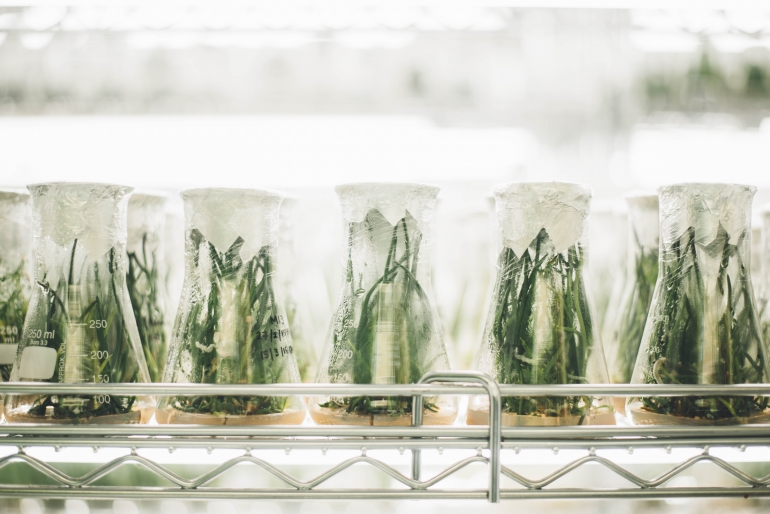 Plants in a lab being grown