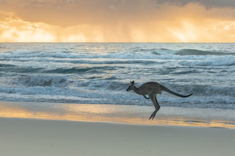 A kangaroo jumping across a beach at sunset