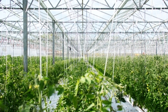 Crops being grown in a greenhouse
