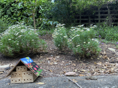 Urban Garden and Bee Hotels at UNSW