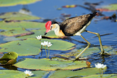 Jacanas walk on water lily leaves, and catch insects.