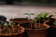 Seedlings growing in a small pot