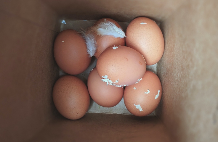 Freshly laid eggs in a box