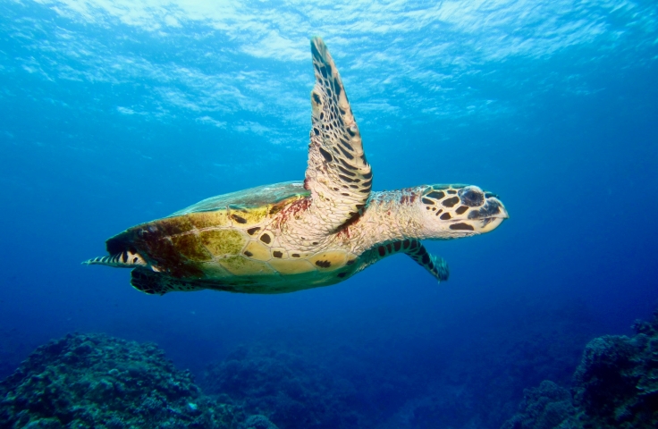 A turtle swimming underwater