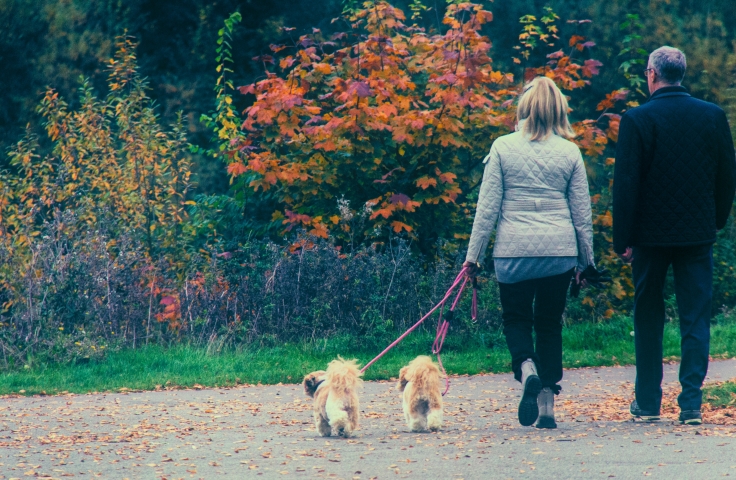 A man and a woman walking 2 small dogs in a park